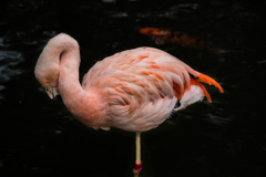 フラミンゴ