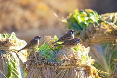 677F910C-C1D2-400D-A60D-06478CD52721