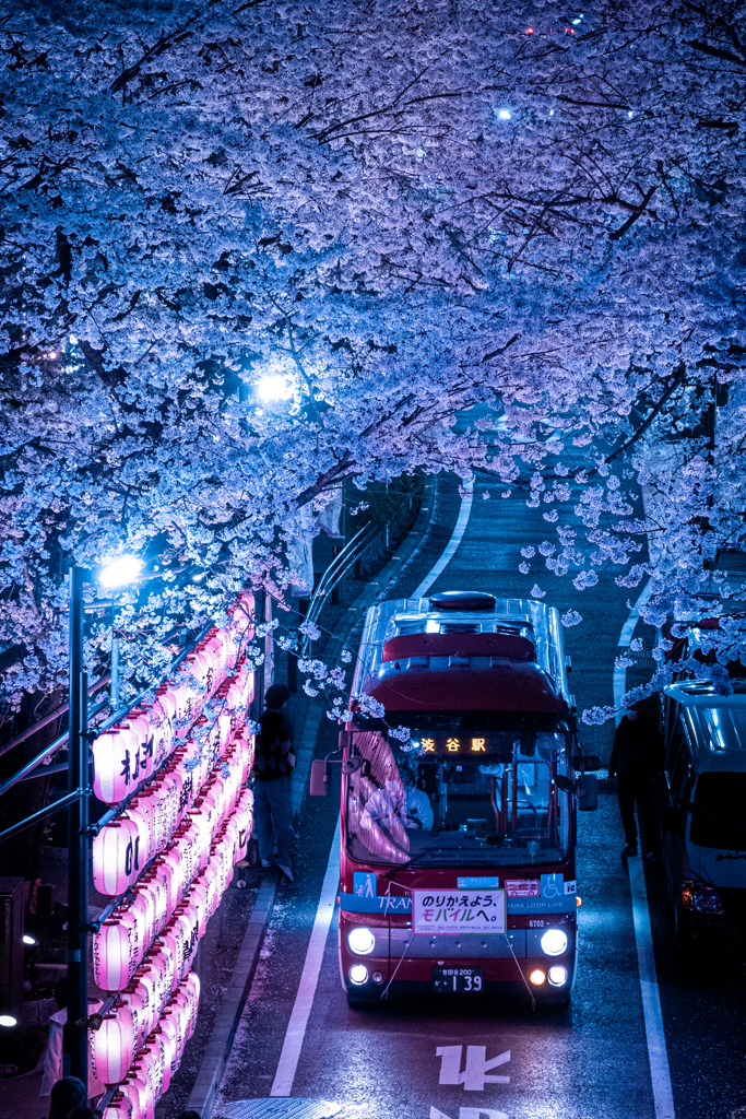 Shibuya blossom②