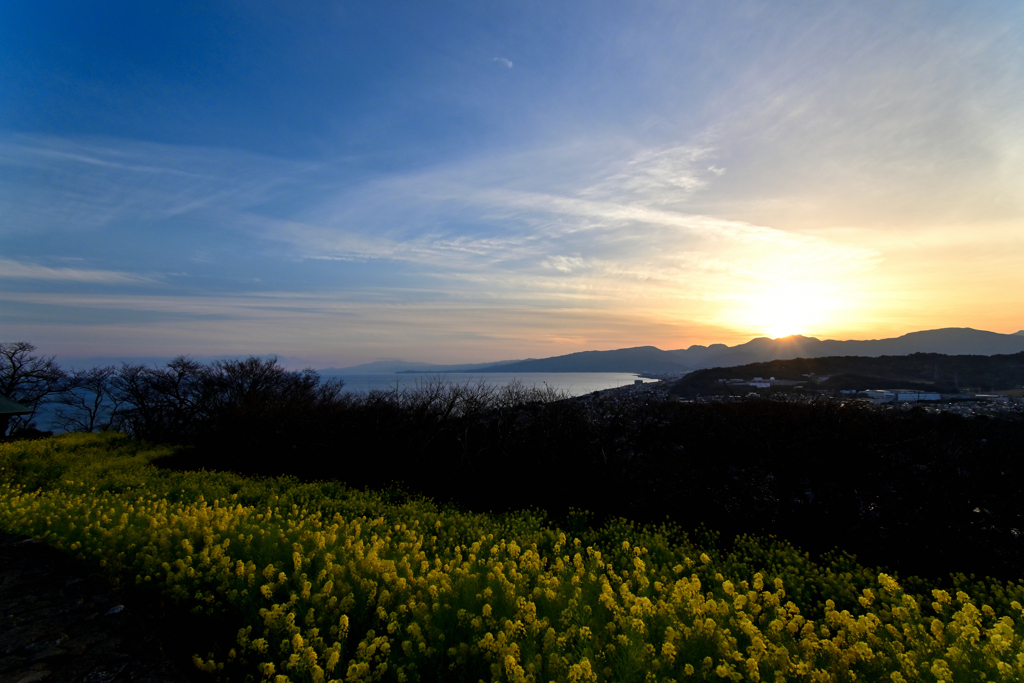 菜の花と夕景②