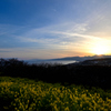 菜の花と夕景②