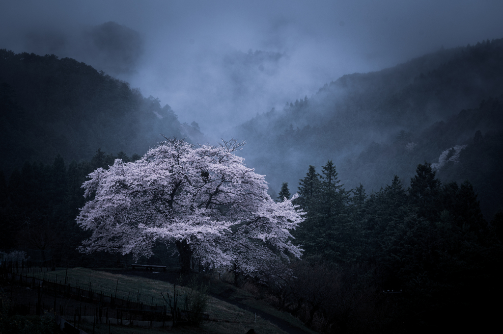 雨と桜と②