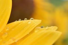 雨のち、ひまわり畑（１）