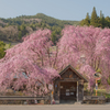 山あいのバス停に、少し遅い春がやってきた