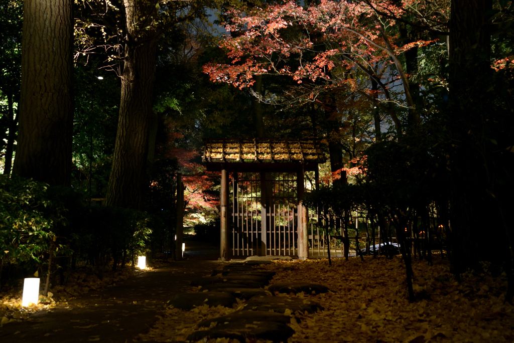 晩秋の夜