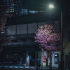 Sakura street③