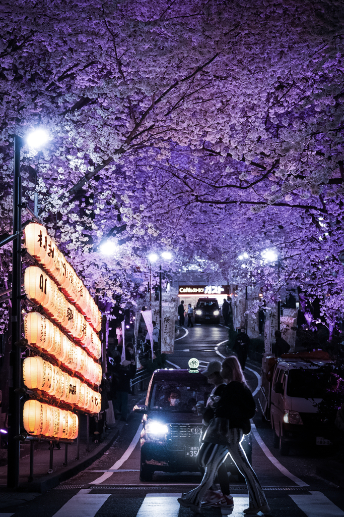 Shibuya blossom①