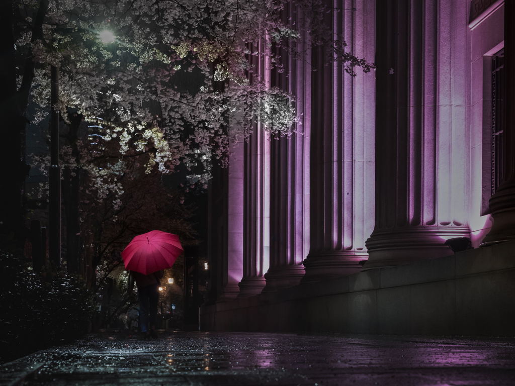 sakura street