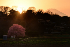 一本桜と富士