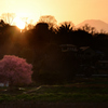 一本桜と富士