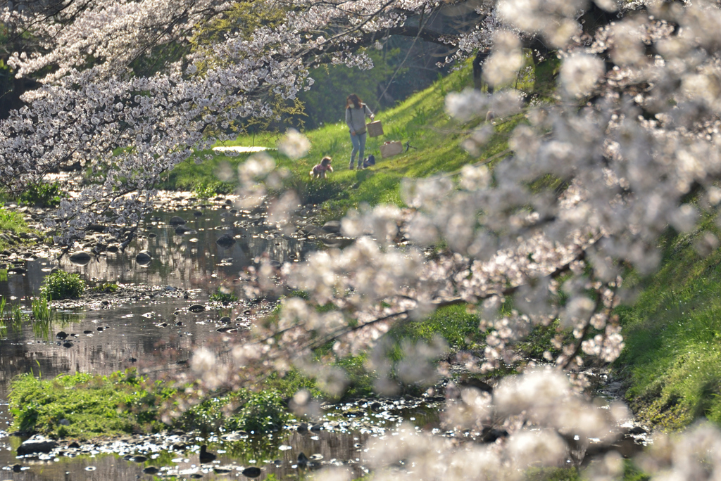 桜川②