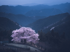 八徳の一本桜