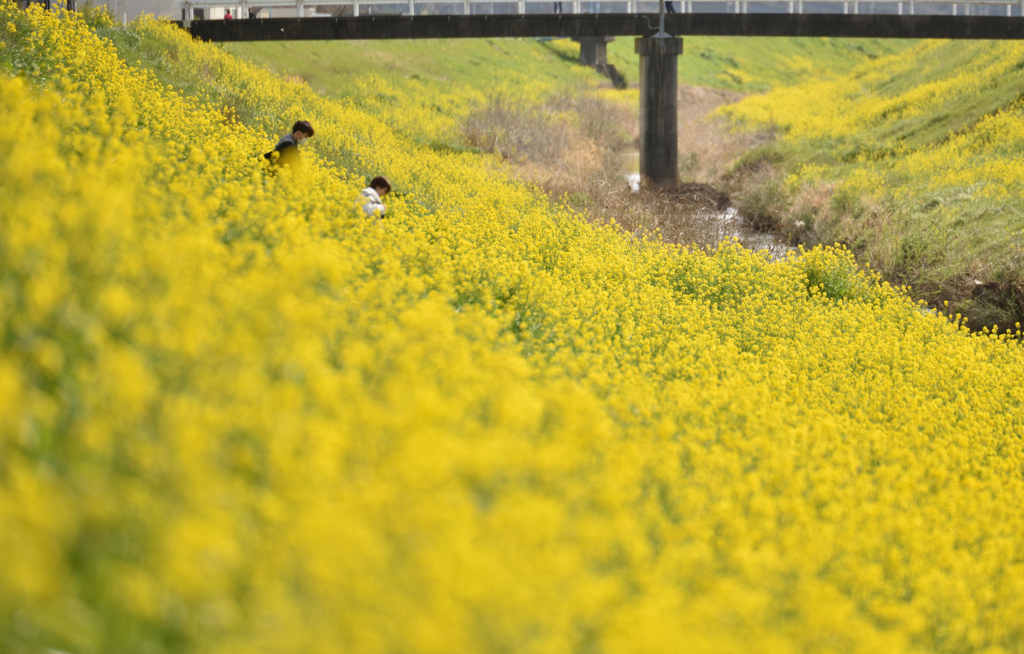 yellow