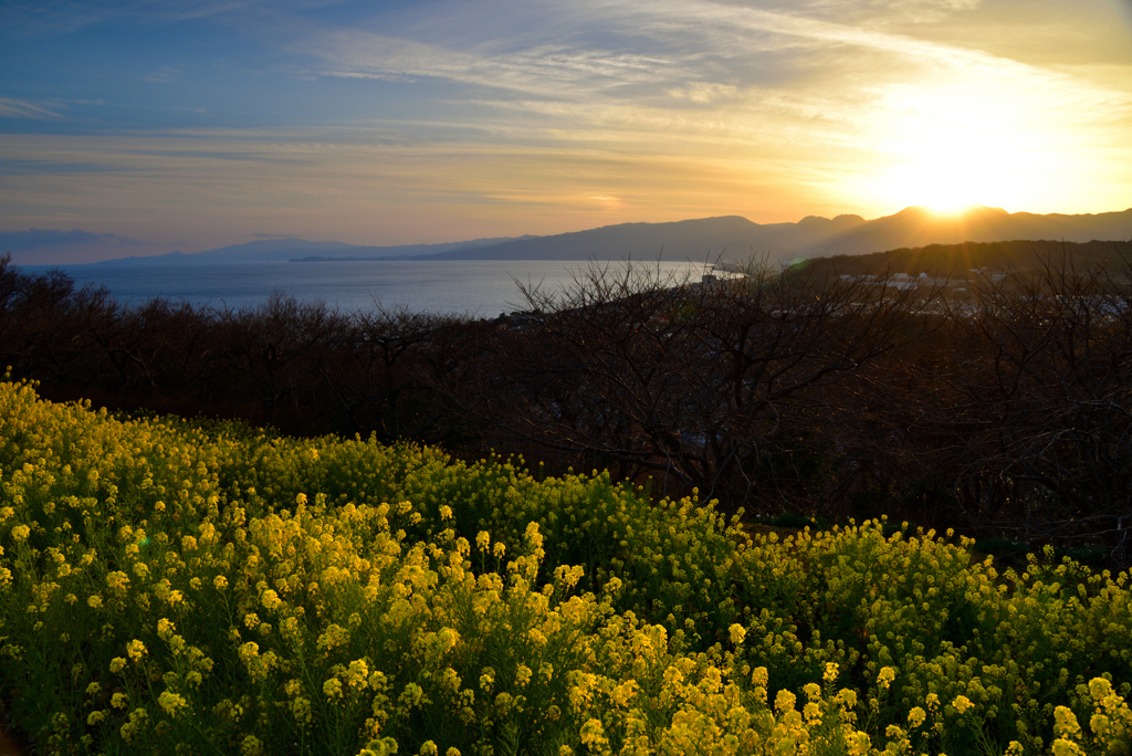 菜の花と夕景①