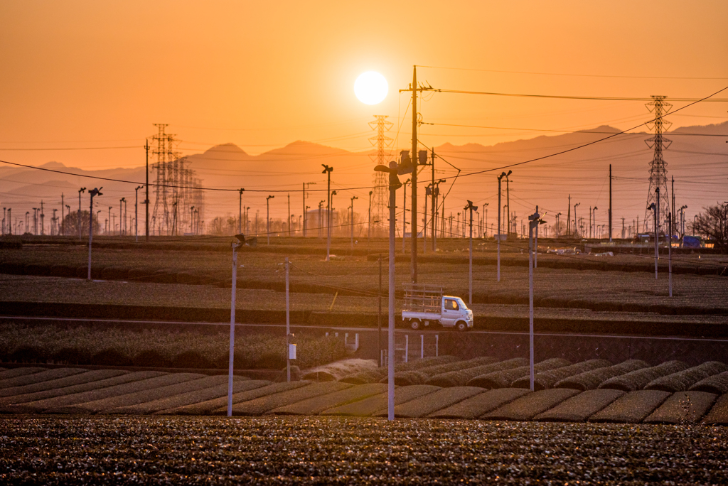 茶畑に沈む夕日