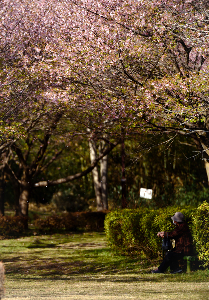 桜舞う午後