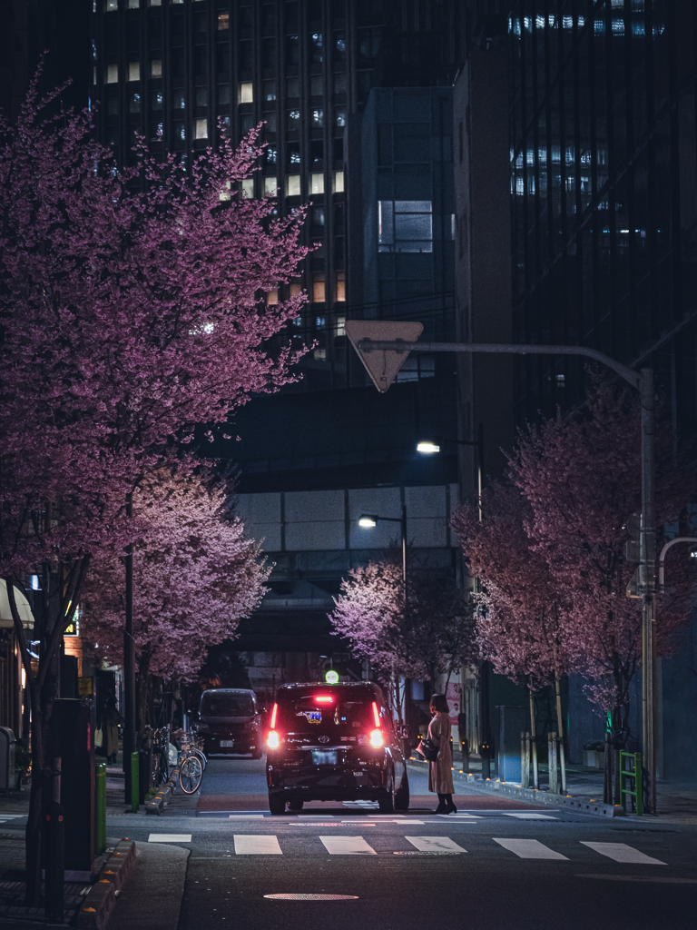 Sakura street②