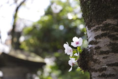 増上寺2019-3