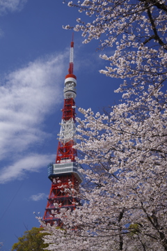 増上寺2019-2