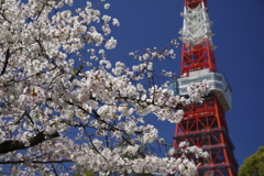 増上寺2019-1