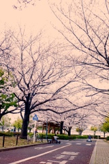 荒川自然公園 桜②