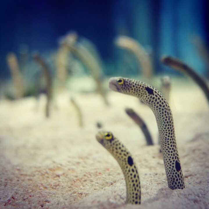 すみだ水族館