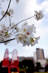 荒川自然公園 桜