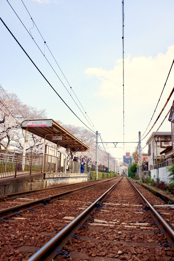 都電 荒川二丁目駅と桜