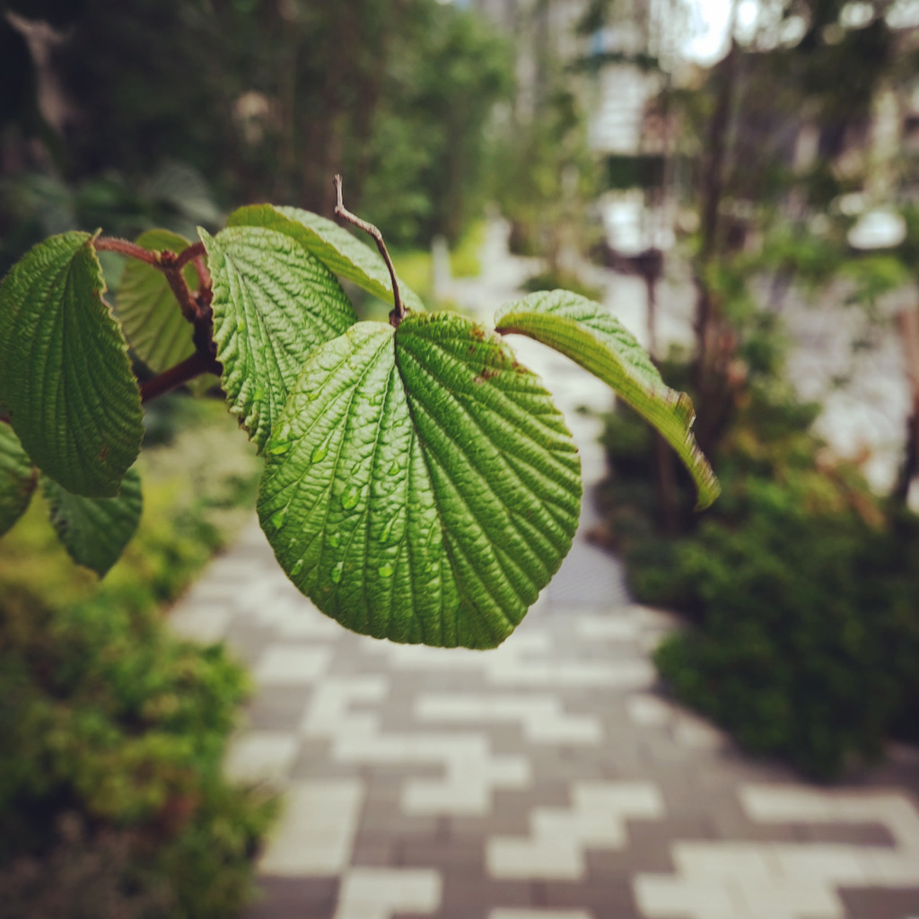 雨上がり