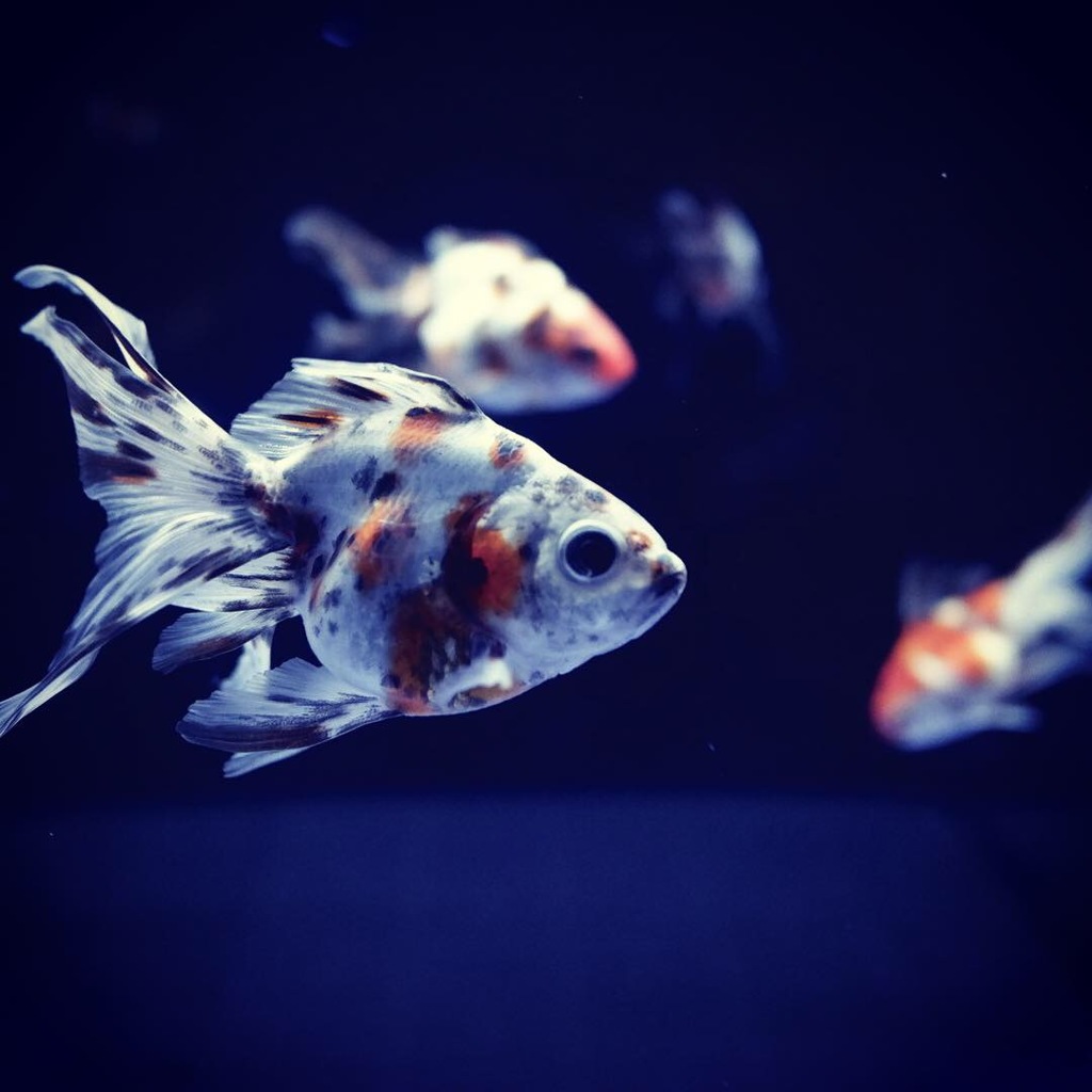 すみだ水族館