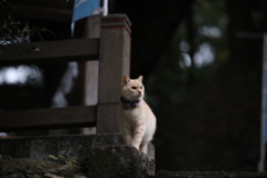 唐沢山神社