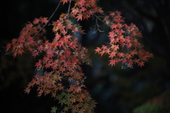 紅葉