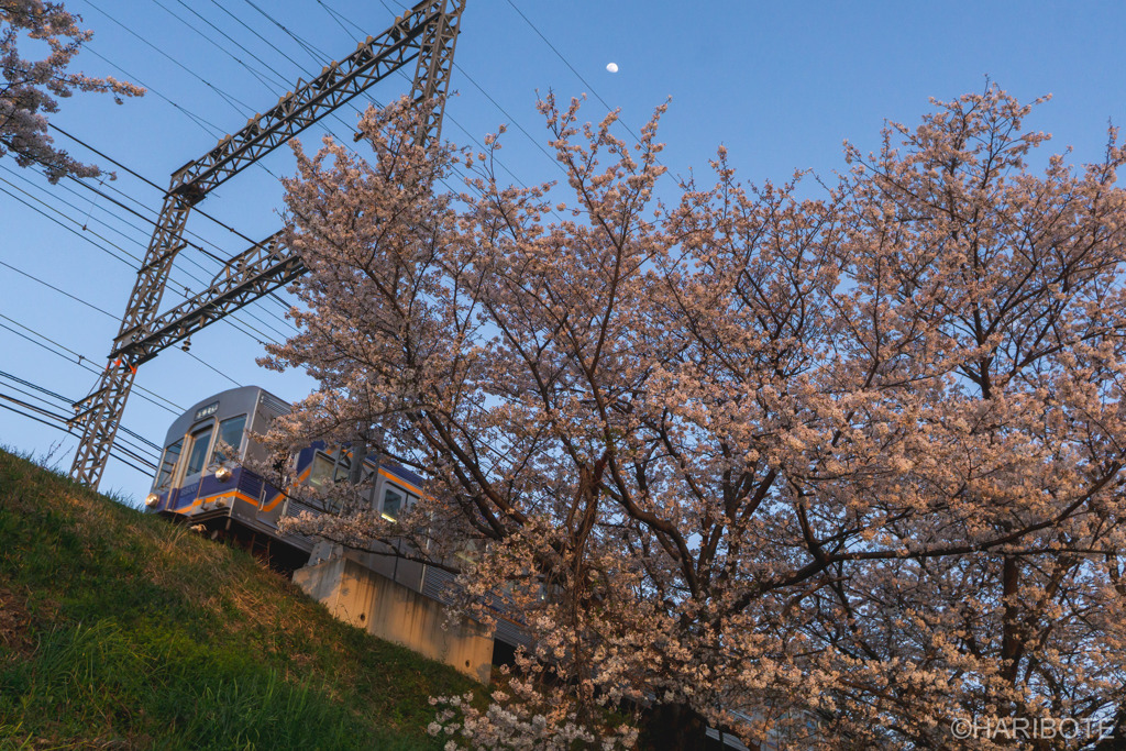 電車桜そして月