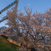 電車桜そして月