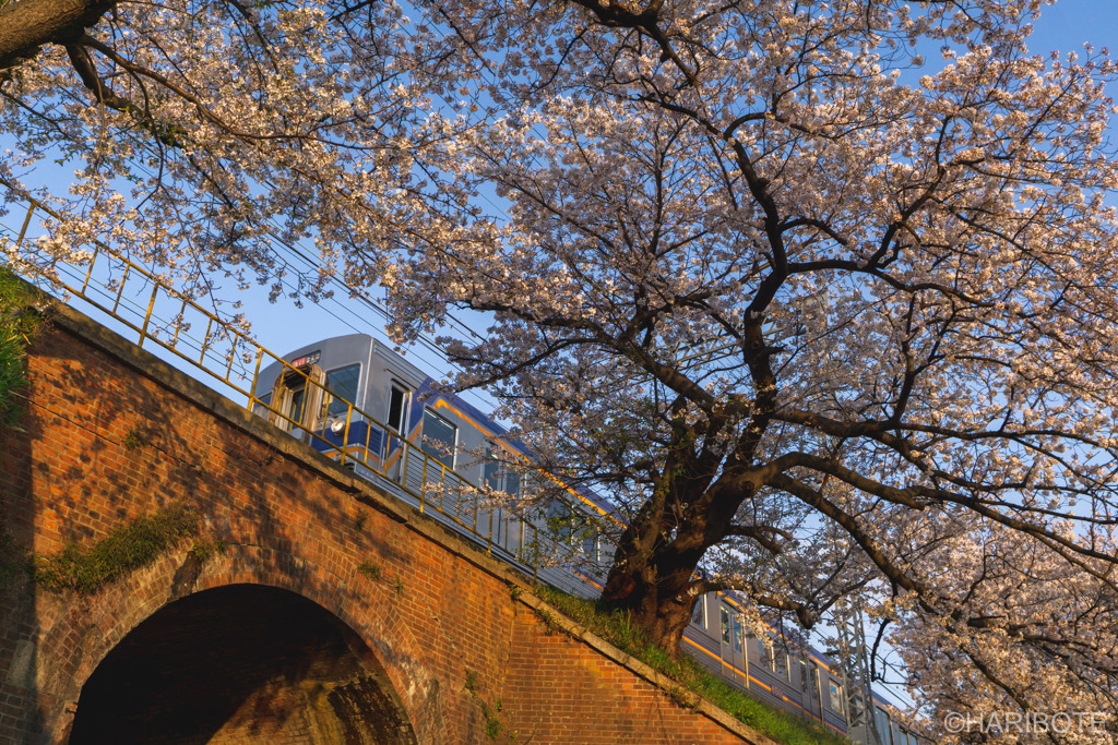桜と電車とレンガトンネル