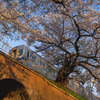 桜と電車とレンガトンネル