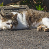 ぬこ