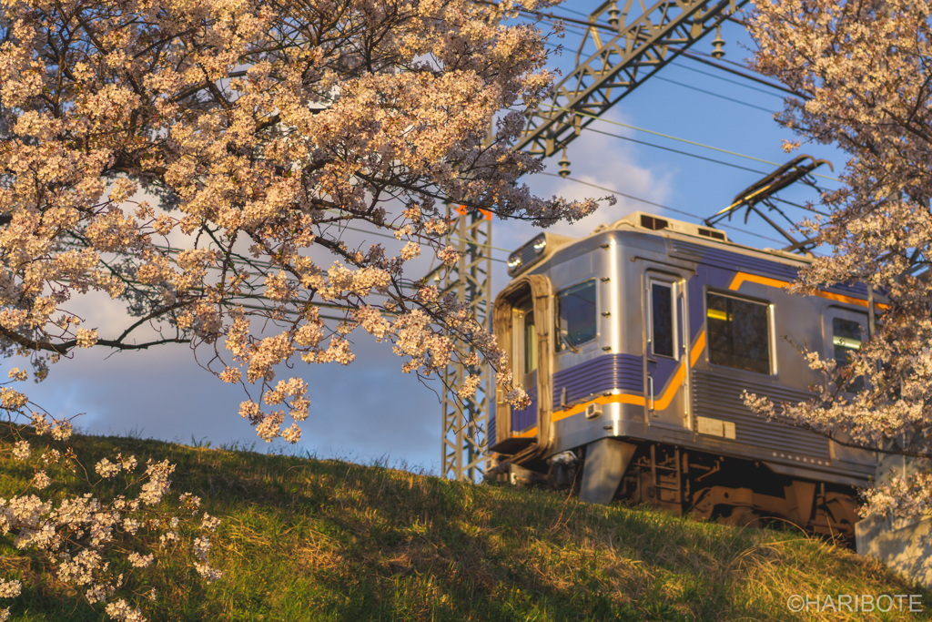 夕方の桜と電車