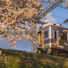 夕方の桜と電車