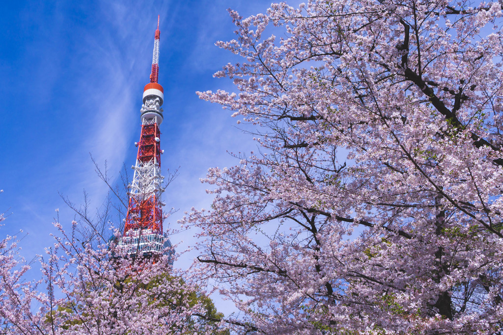 東京タワーと桜