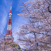 東京タワーと桜