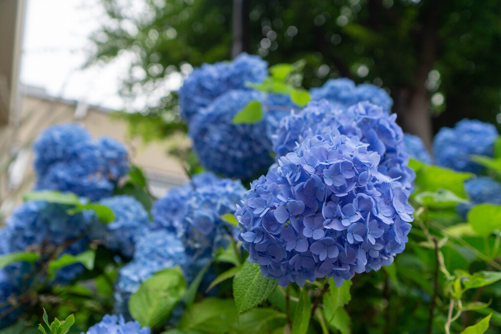 紫陽花