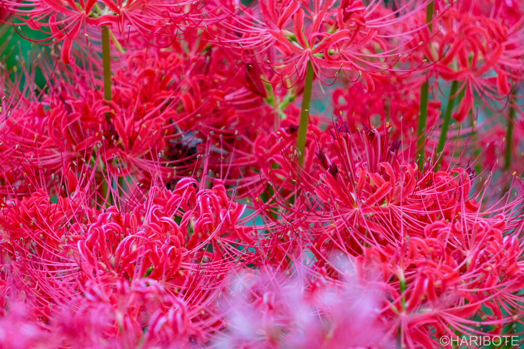 赤い花