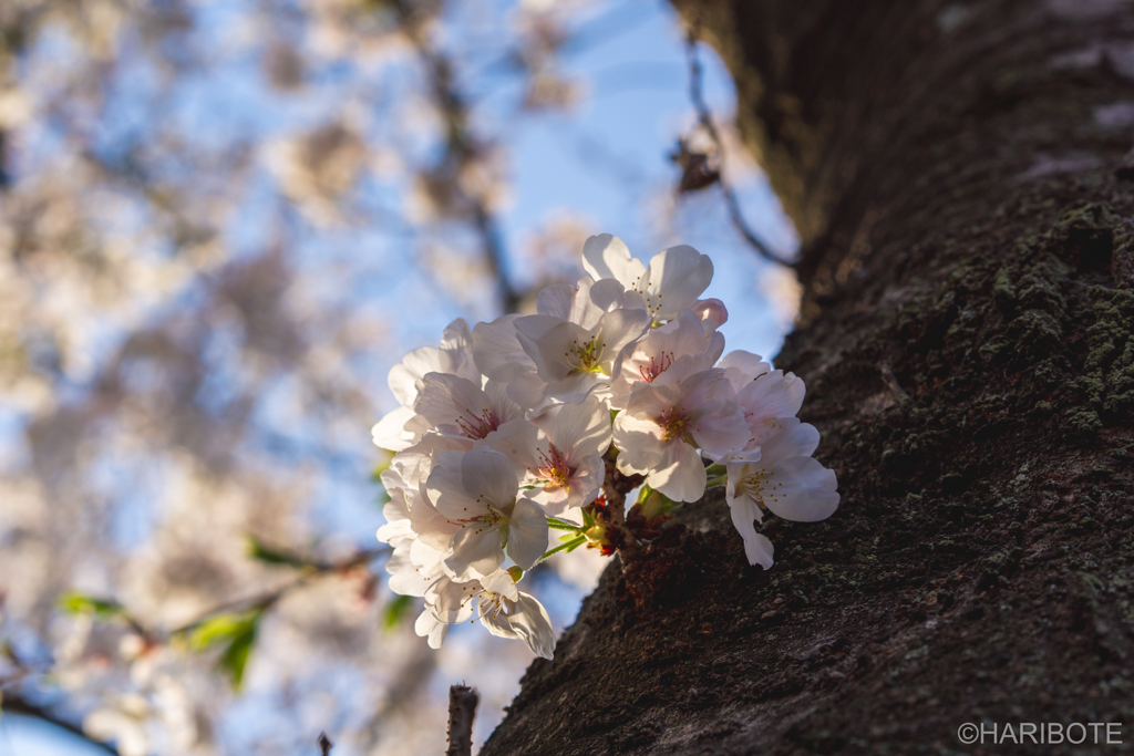 桜