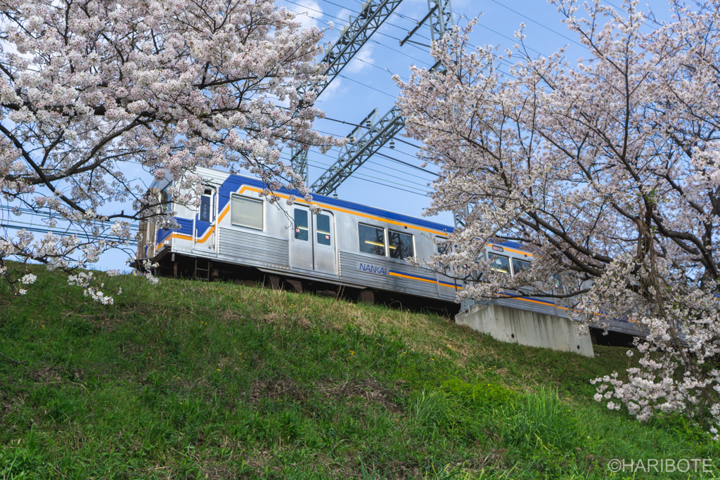 桜と電車