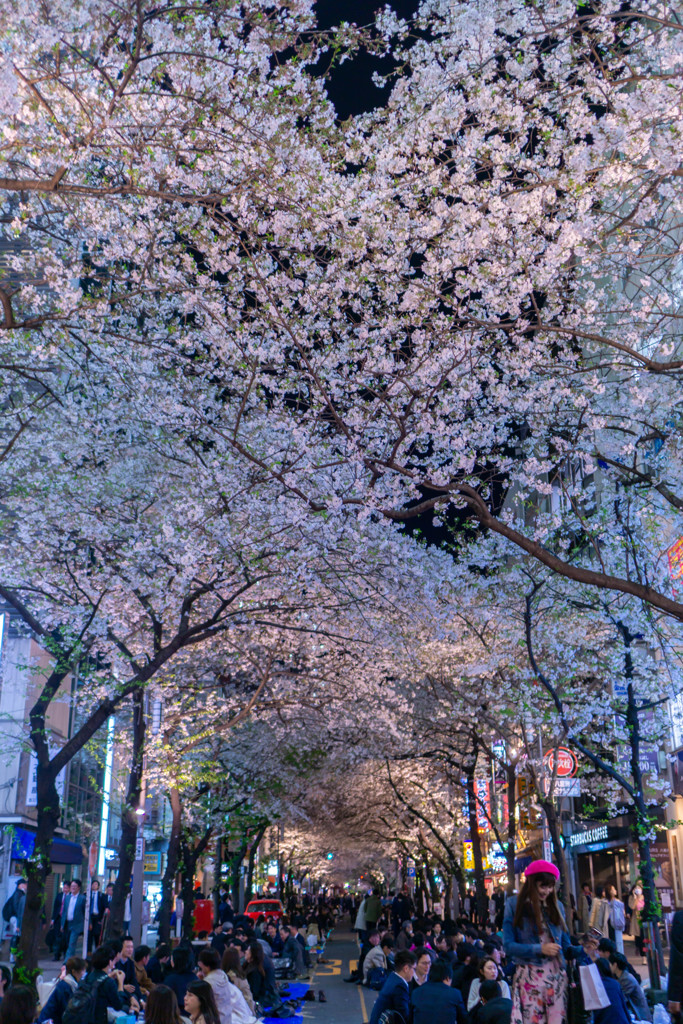 桜通り