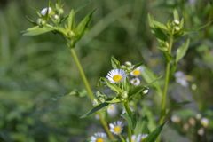 星野村の秋
