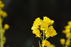 春日公園の花