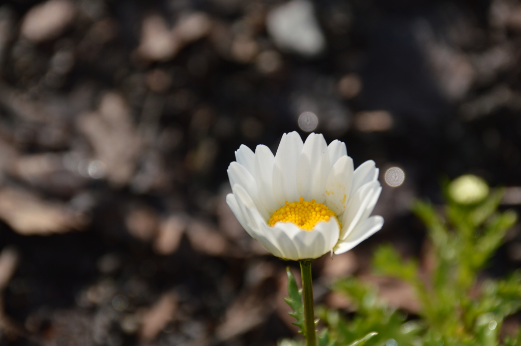 春日公園の花