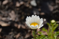春日公園の花